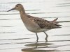 Ruff at Vange Marsh (RSPB) (Steve Arlow) (116526 bytes)